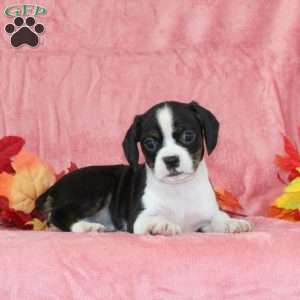 Daffodil, Boston Terrier Mix Puppy